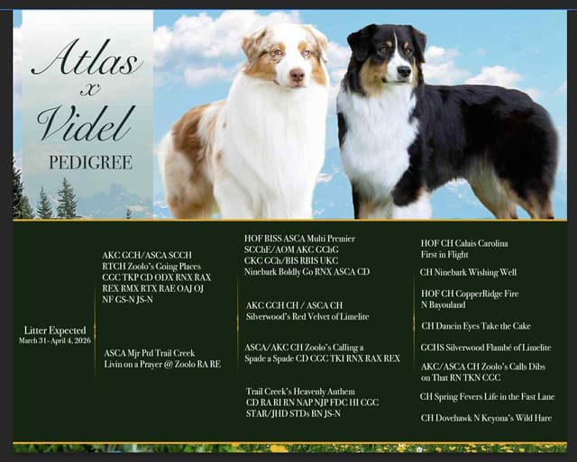 In-Home raised Australian Shepherd Puppies media 13