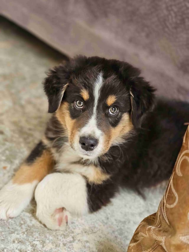 In-Home raised Australian Shepherd Puppies media 14