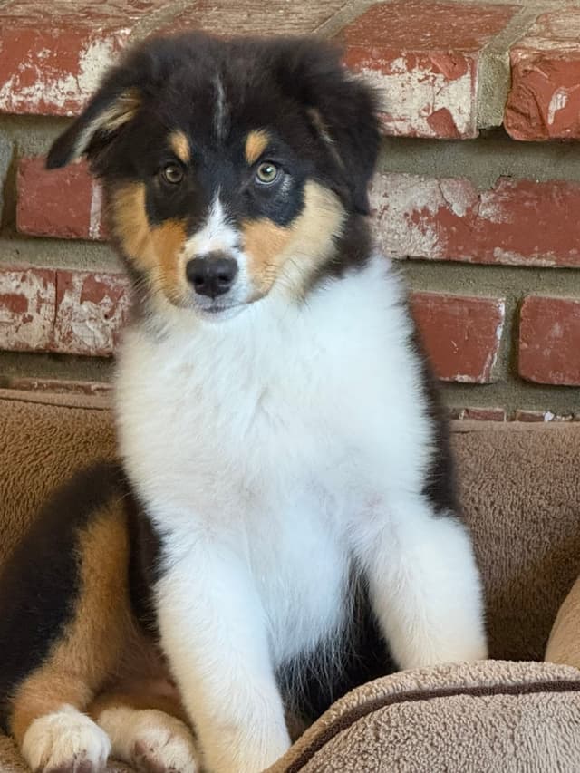 In-Home raised Australian Shepherd Puppies media 2