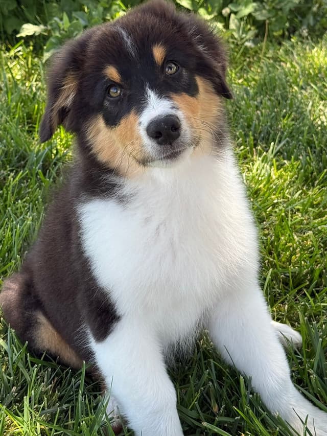 In-Home raised Australian Shepherd Puppies media 3