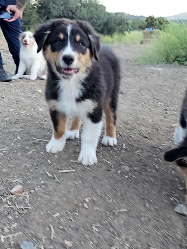 In-Home raised Australian Shepherd Puppies media 6