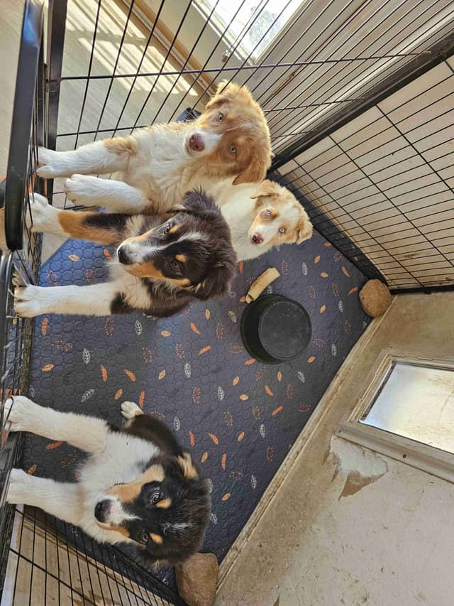 In-Home raised Australian Shepherd Puppies media 7