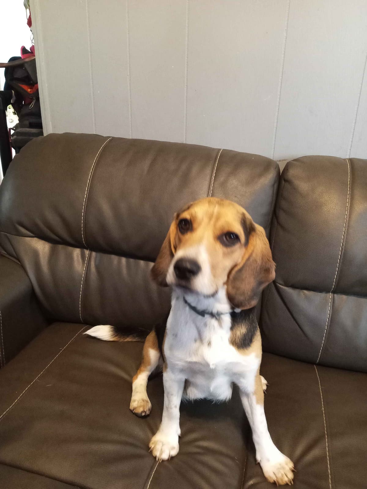 Tri Color Beagle Puppies breeder image 5