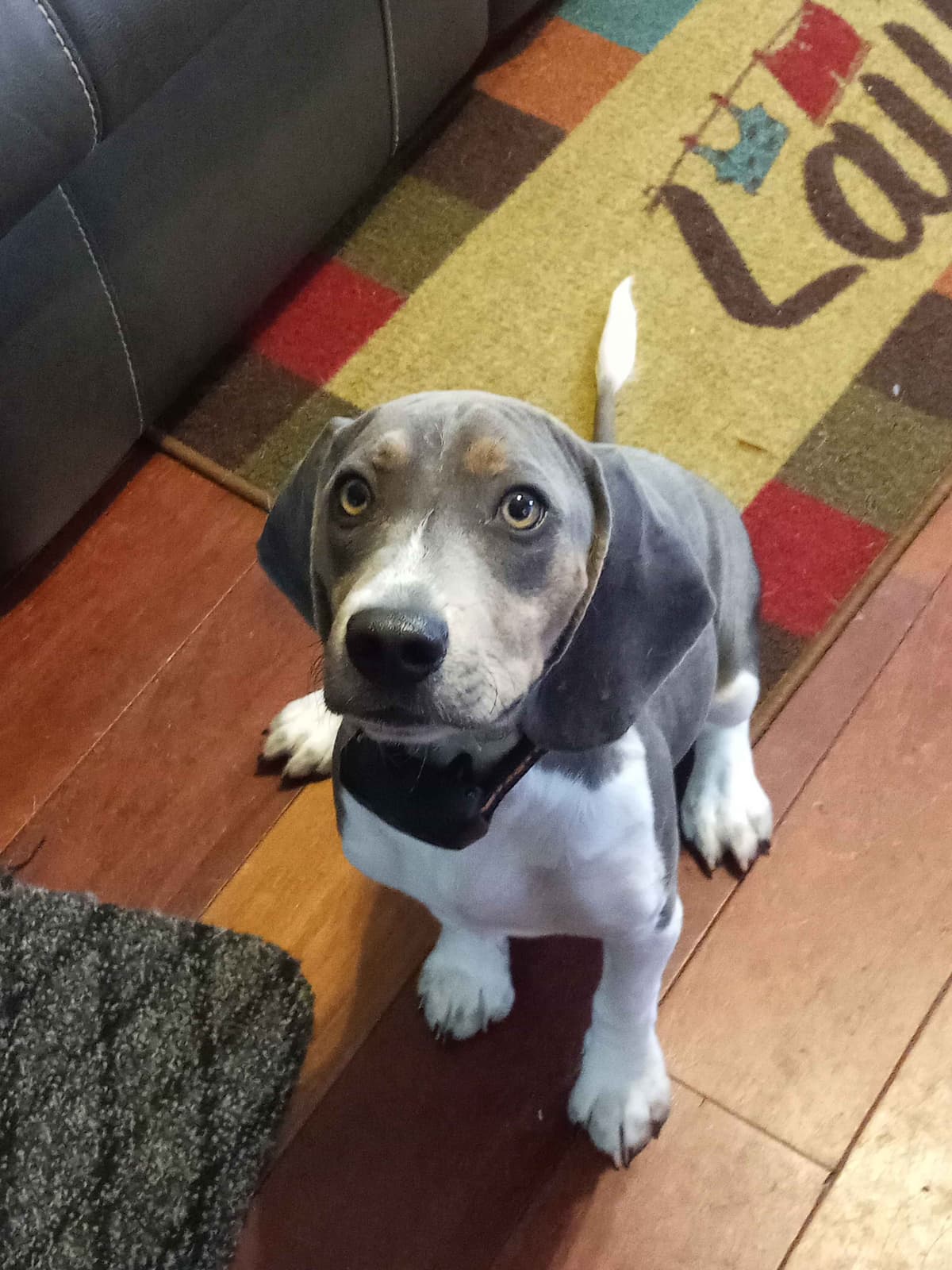 Tri Color Beagle Puppies breeder image 3