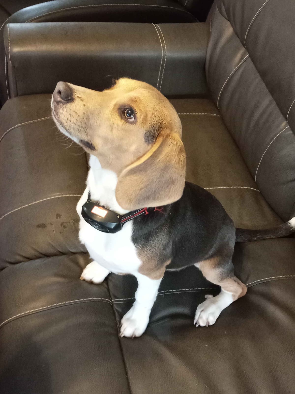 Tri Color Beagle Puppies breeder image 4