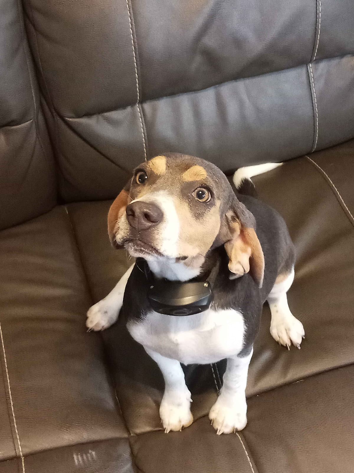 Tri Color Beagle Puppies breeder image 6