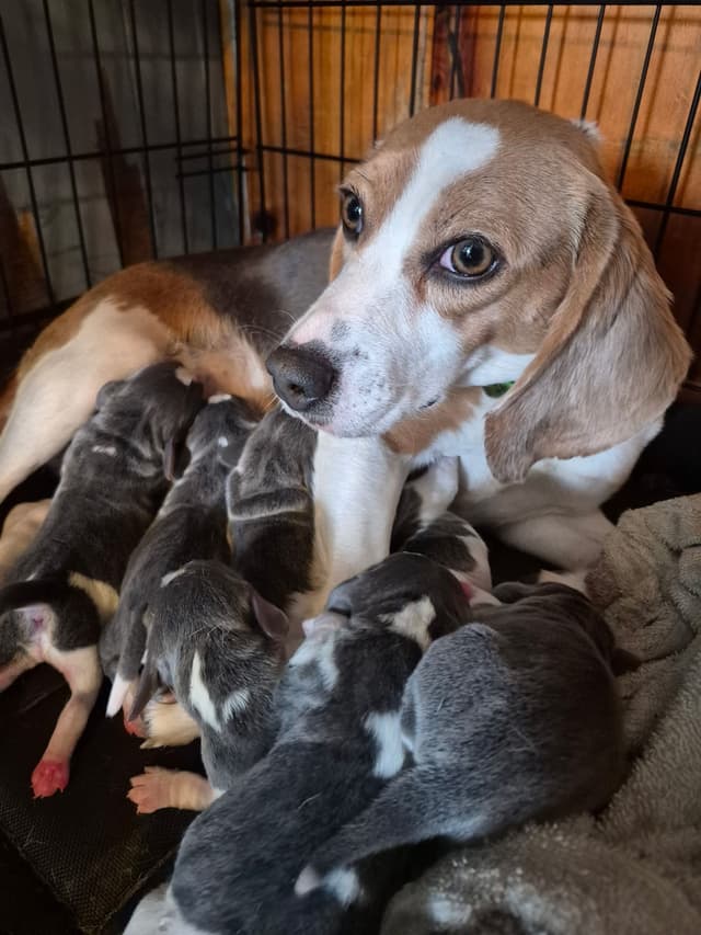 Blue Beagles media 2