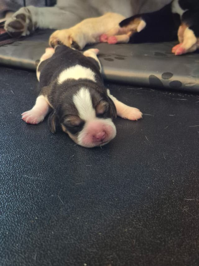 Tri Color Beagle Puppies media 2