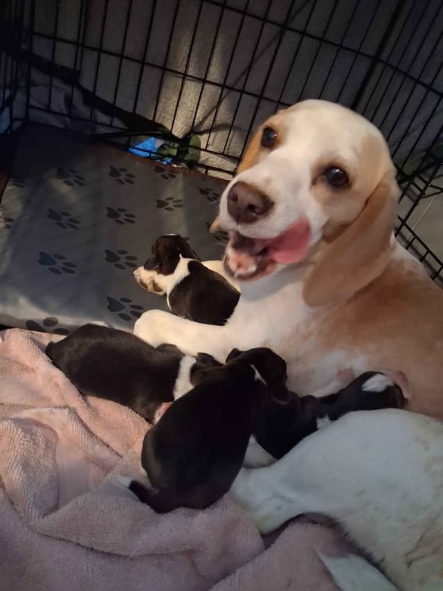 Tri Color Beagle Puppies media 3