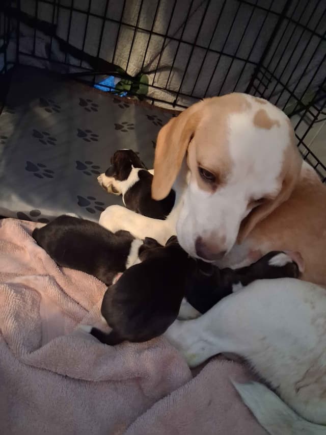 Tri Color Beagle Puppies media 4