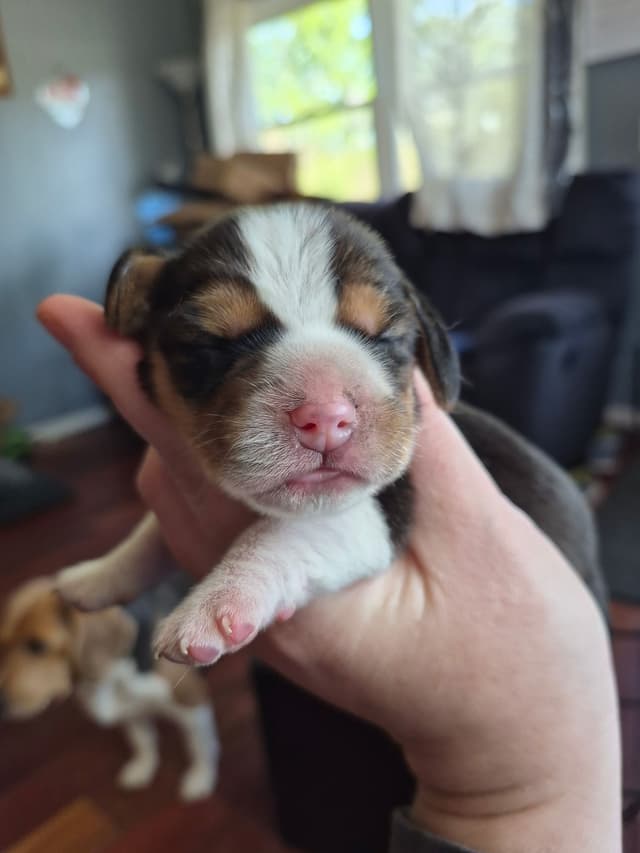 Tri Color Beagle Puppies media 5