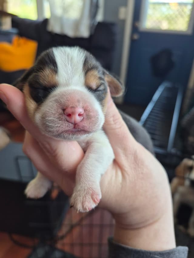 Tri Color Beagle Puppies media 6