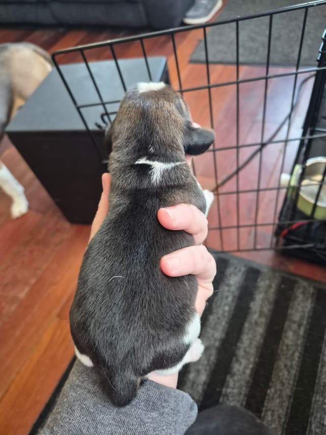 Tri Color Beagle Puppies media 7