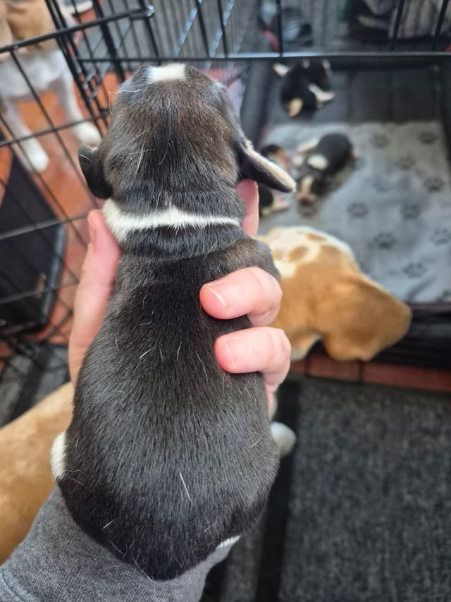 Tri Color Beagle Puppies media 10