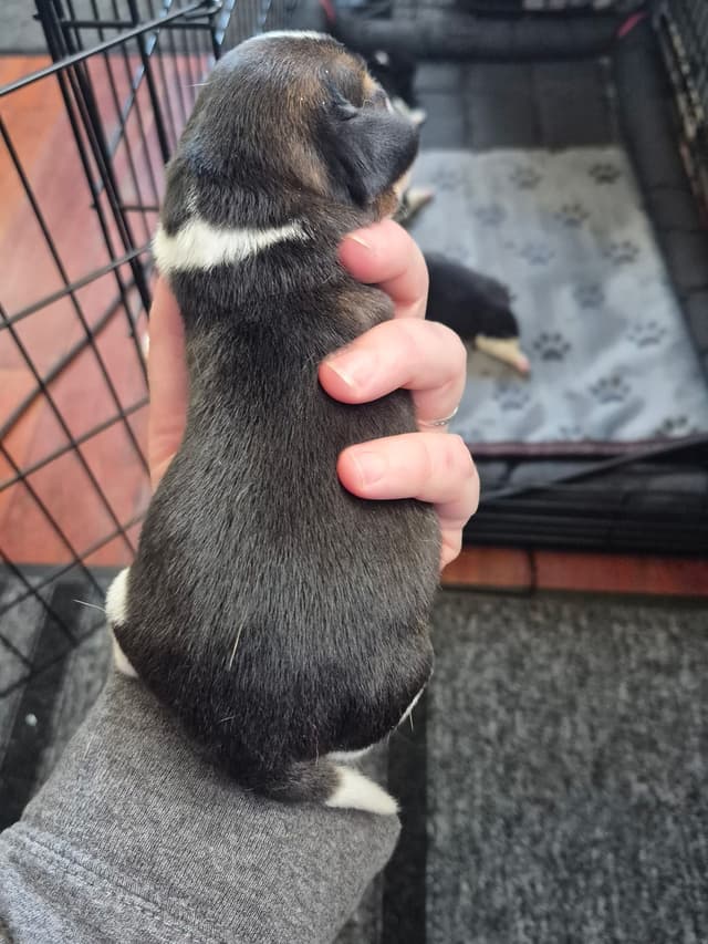 Tri Color Beagle Puppies media 11