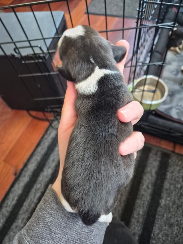 Tri Color Beagle Puppies media 13