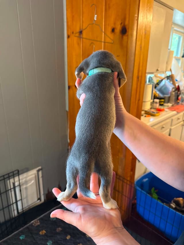 Blue Beagles media 3