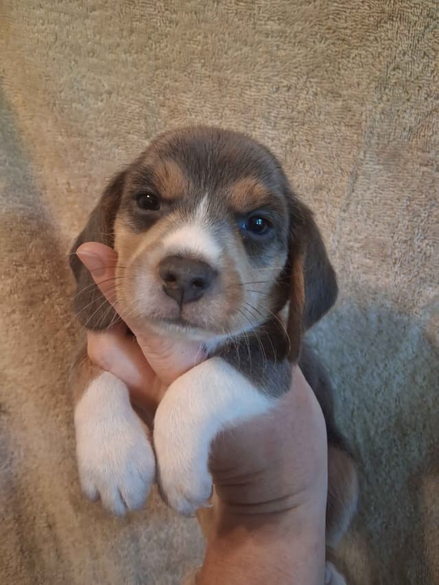 Blue Beagles media 5