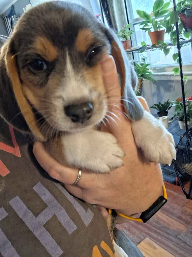Blue Beagles media 6