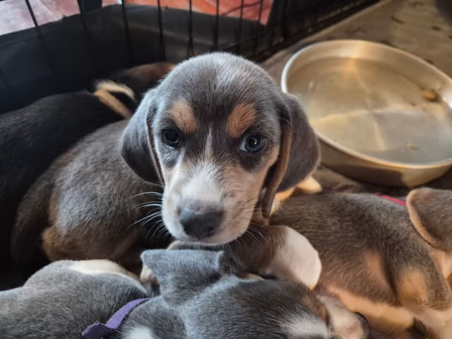 Blue Beagles media 8