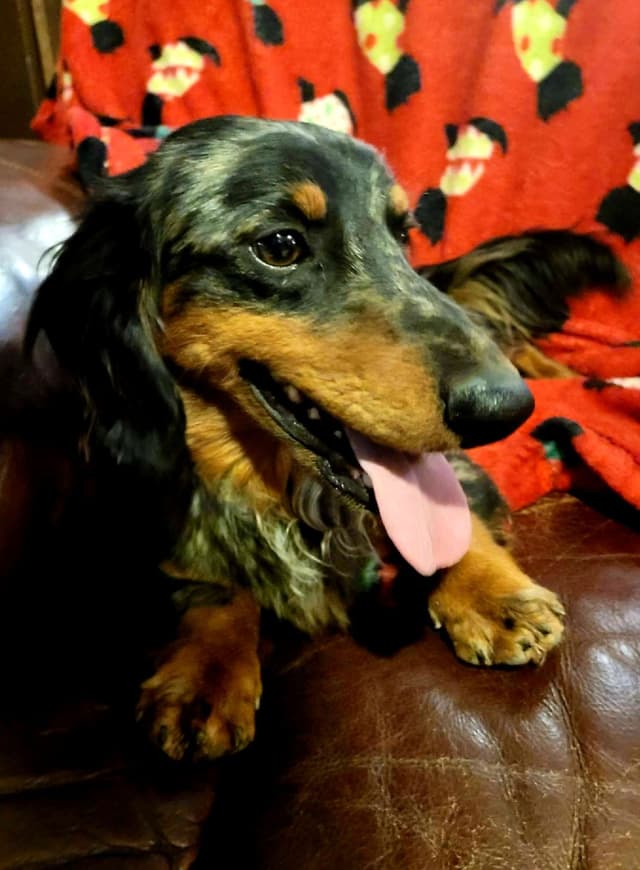 Dachshund Puppies media 2