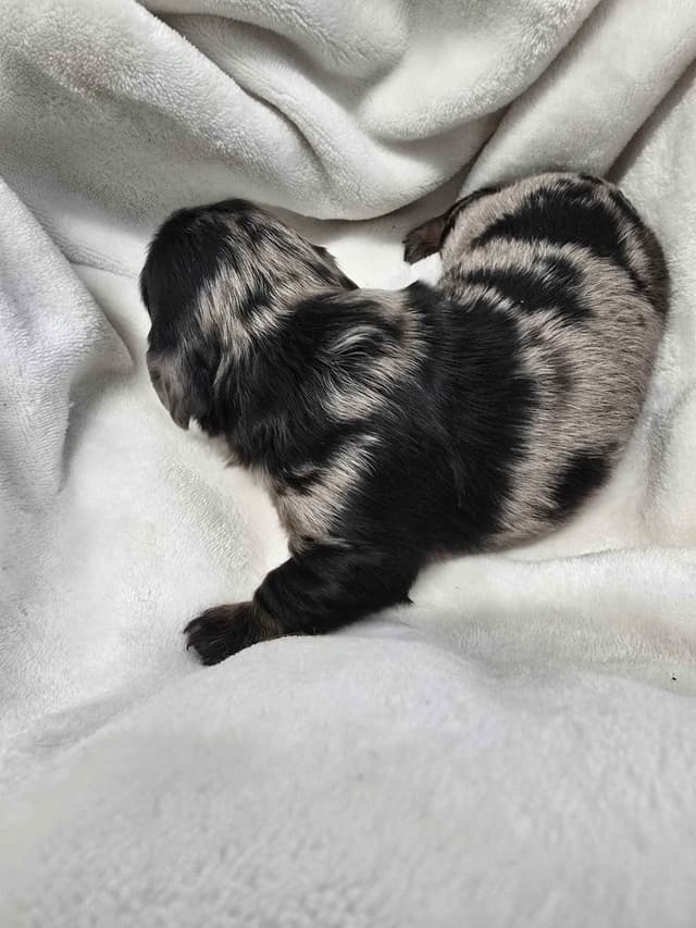 Dachshund Puppies media 4