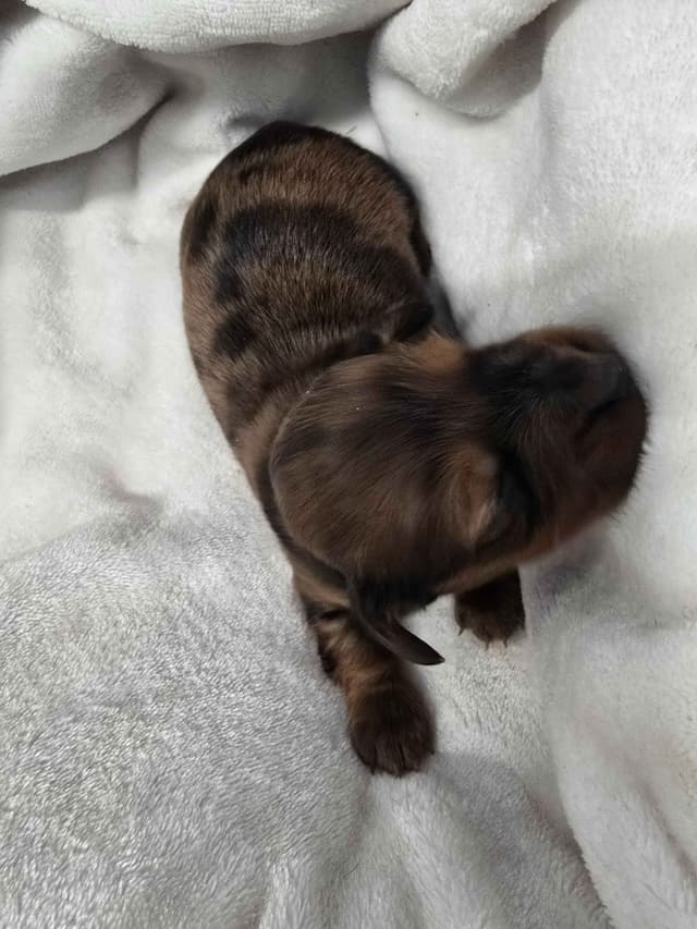 Dachshund Puppies media 5