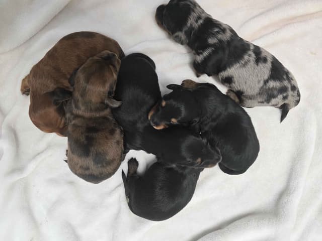 Dachshund Puppies media 6