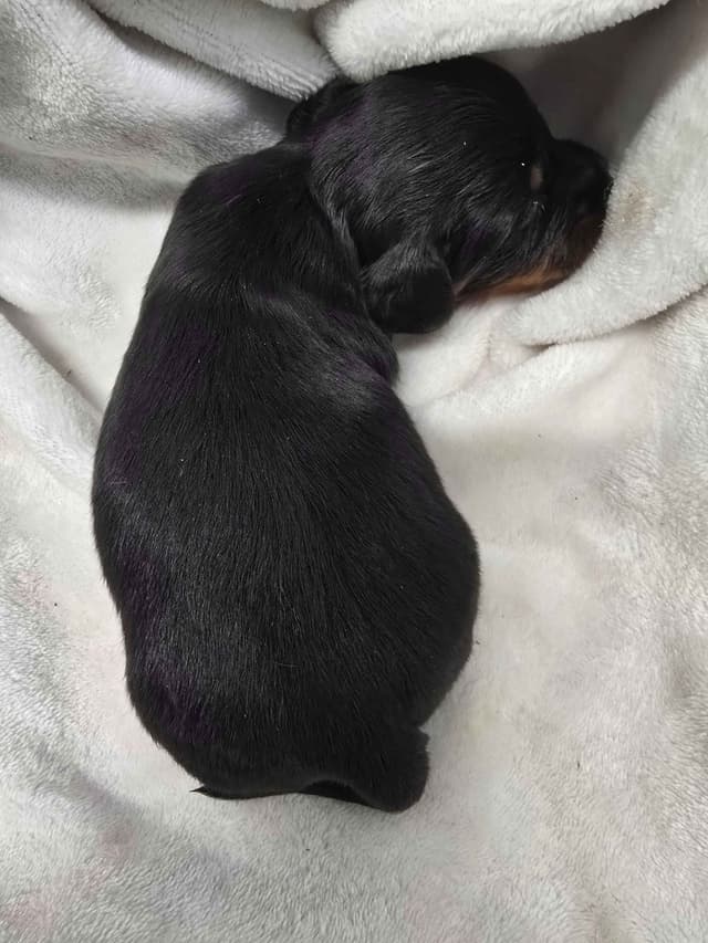 Dachshund Puppies media 7