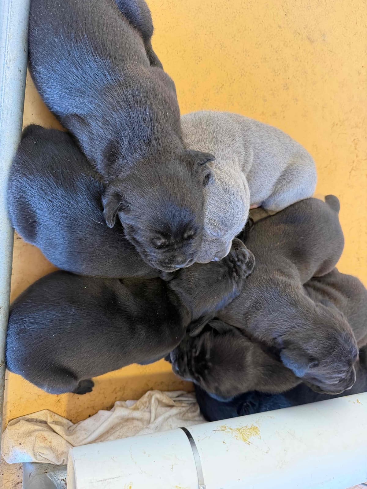 Cane Corso Puppies breeder image 1