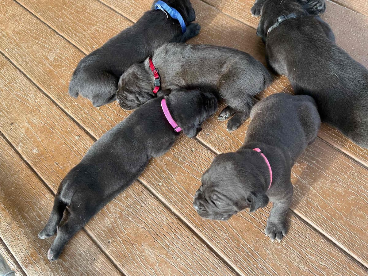 Cane Corso Puppies breeder image 4