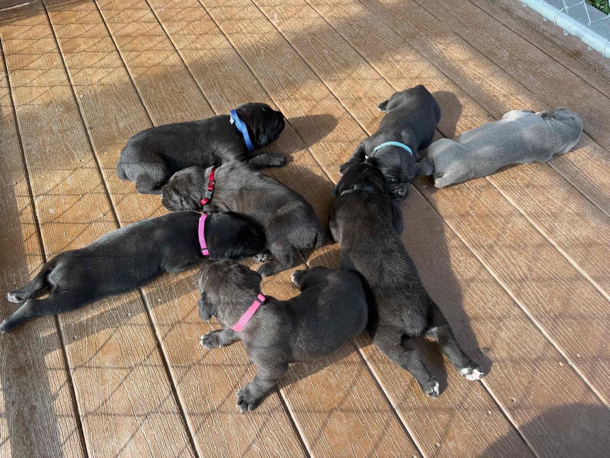 Cane Corso Puppies breeder image 5