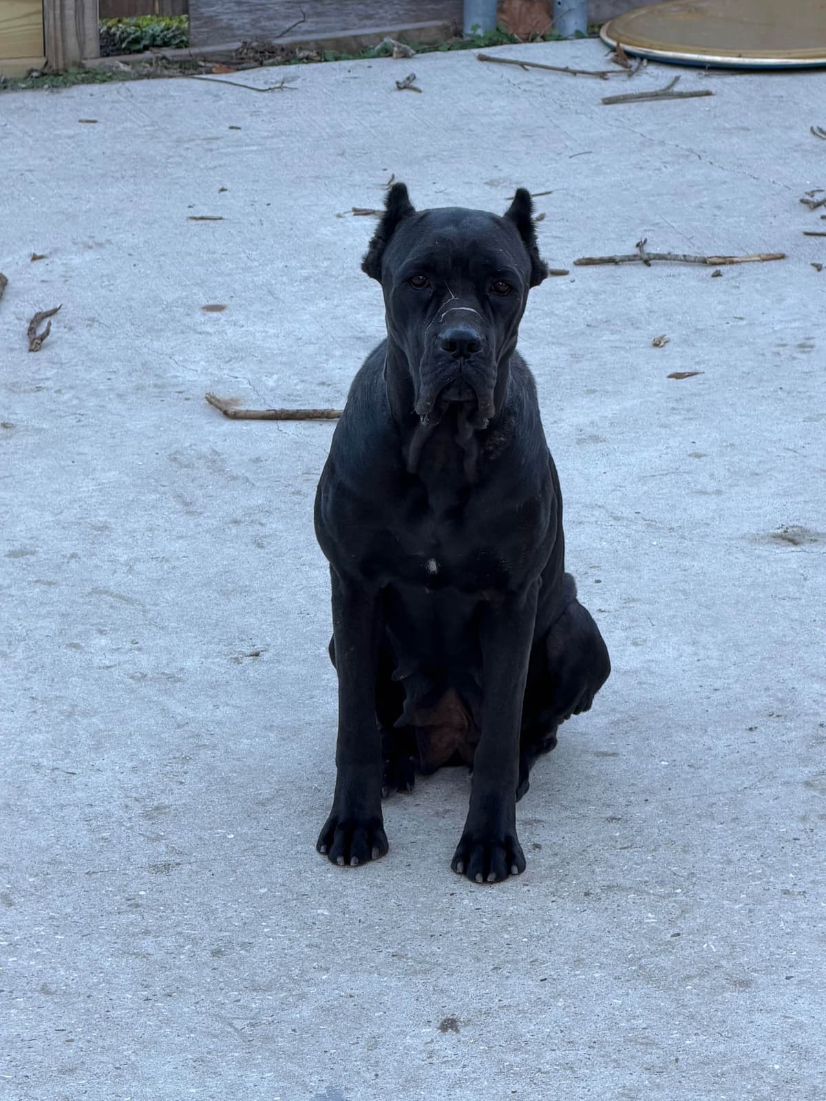 Cane Corso Puppies breeder image 7