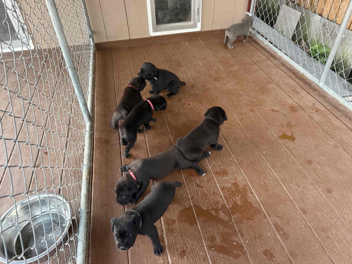 Cane Corso Puppies breeder image 8