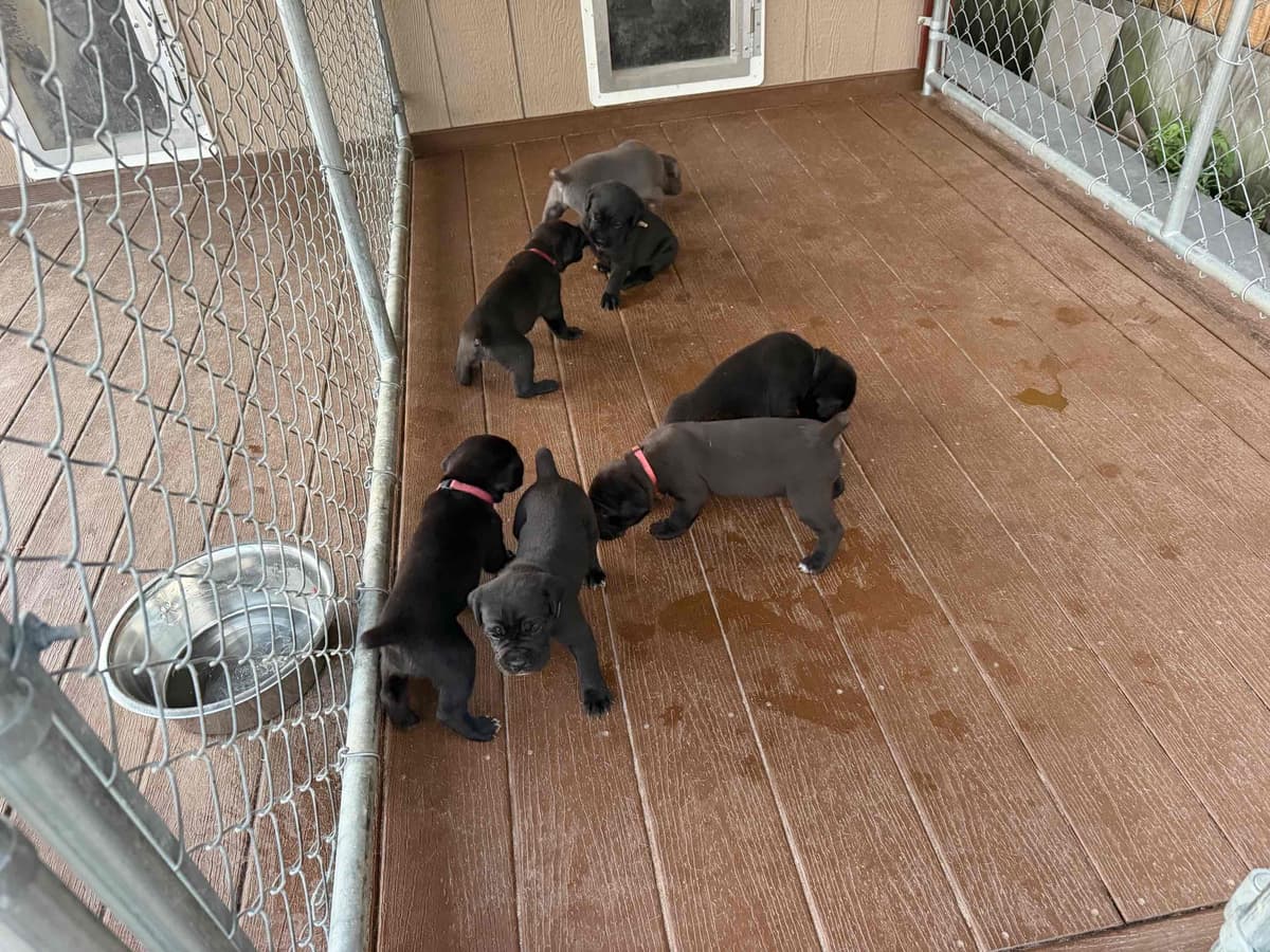 Cane Corso Puppies breeder image 9