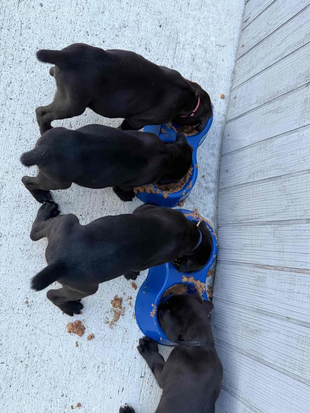 Cane Corso Puppies media 5