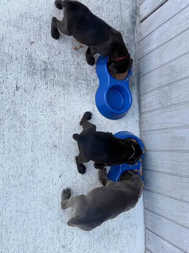 Cane Corso Puppies media 7