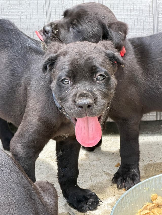 Cane Corso Puppies media 6