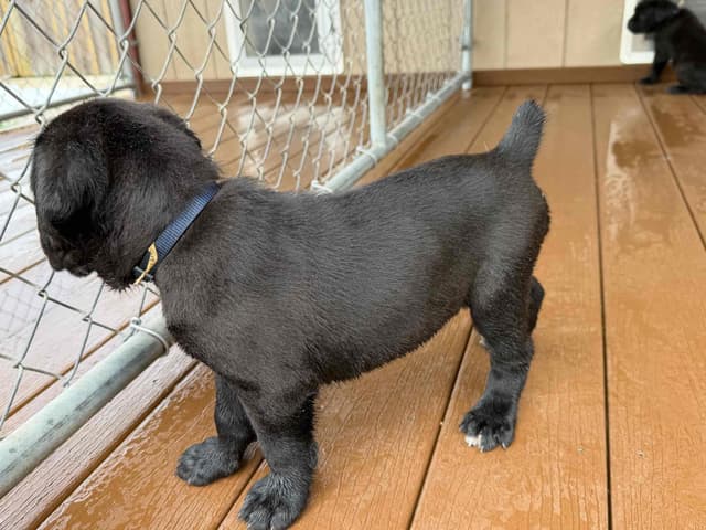 Cane Corso Puppies media 9