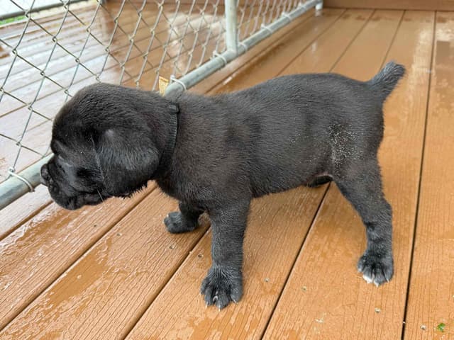 Cane Corso Puppies media 8