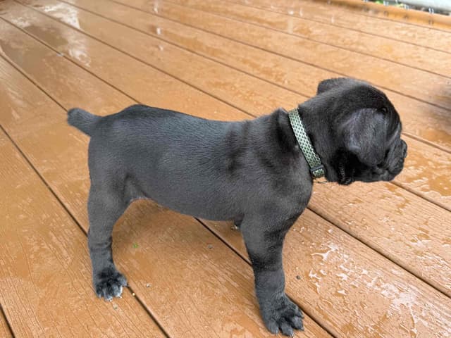 Cane Corso Puppies media 10