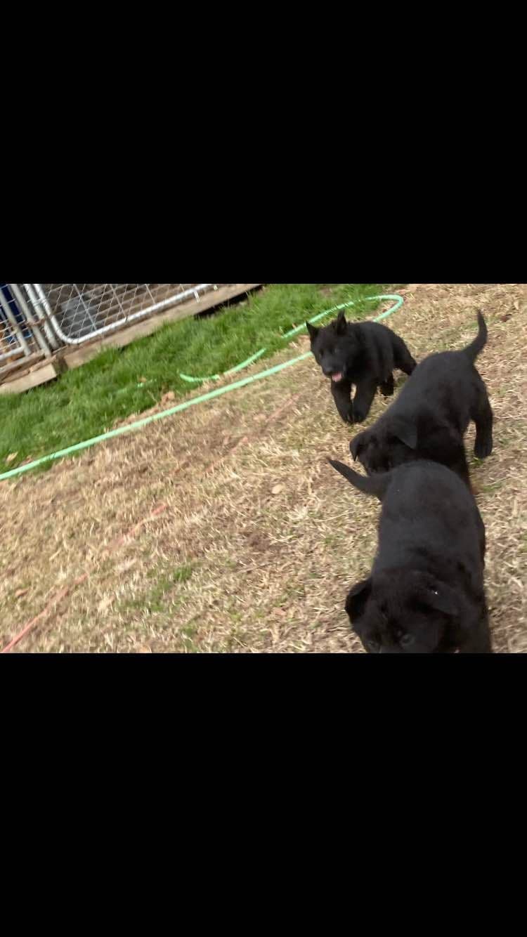 German Shepherd Dog Puppies breeder image 2