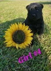 German Shepherd Dog Puppies breeder image 3