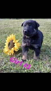 German Shepherd Dog Puppies breeder image 7