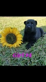 German Shepherd Dog Puppies media 2
