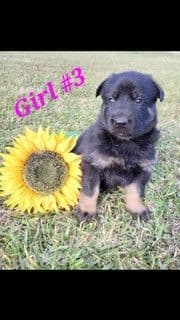 German Shepherd Dog Puppies media 3