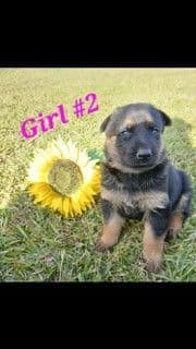 German Shepherd Dog Puppies media 6