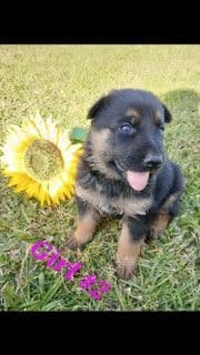 German Shepherd Dog Puppies media 7