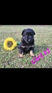 German Shepherd Dog Puppies media 8