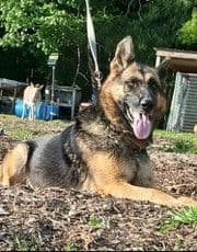 German Shepherd Dog Puppies media 9